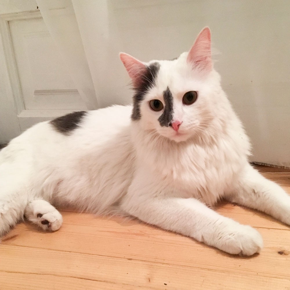 犬みたいな性格 狩りが得意なもっふり猫さまの日常 Ananweb
