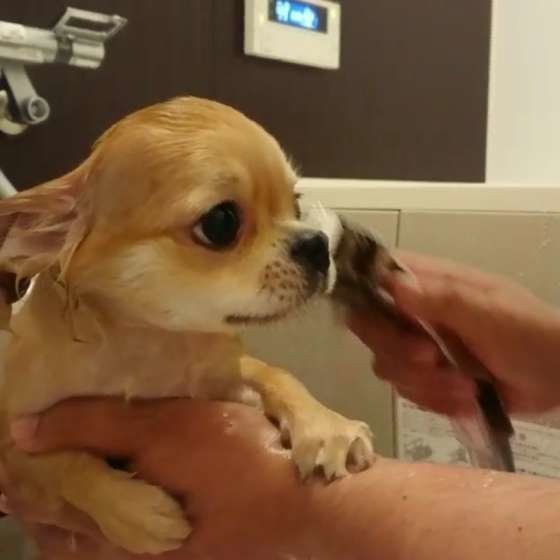 そのお世話 しなくていいんです 犬のやりすぎお世話7選