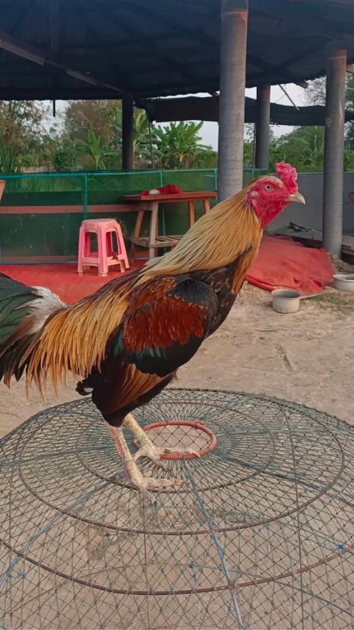 ไก่ชน ซุ้มพ.มารวยไก่ชน นครนายก