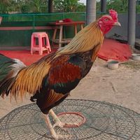 ไก่ชน ซุ้มพ.มารวยไก่ชน นครนายก