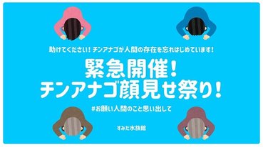 跟水族館裡的花園饅 Face time，幫助牠們不再害羞探出頭來
