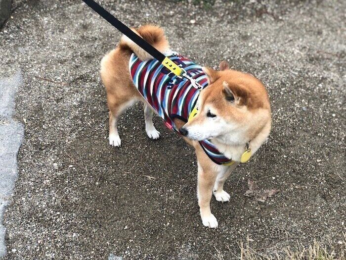 お散歩が楽しすぎた犬 おうち帰りたくない と頑固モード
