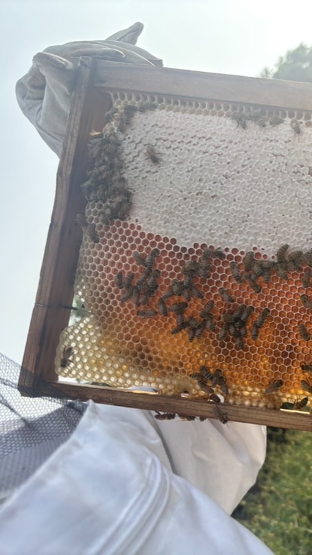 琉大ハニー養蜂部 新歓用 2026