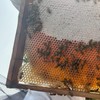 琉大ハニー養蜂部 新歓用 2026