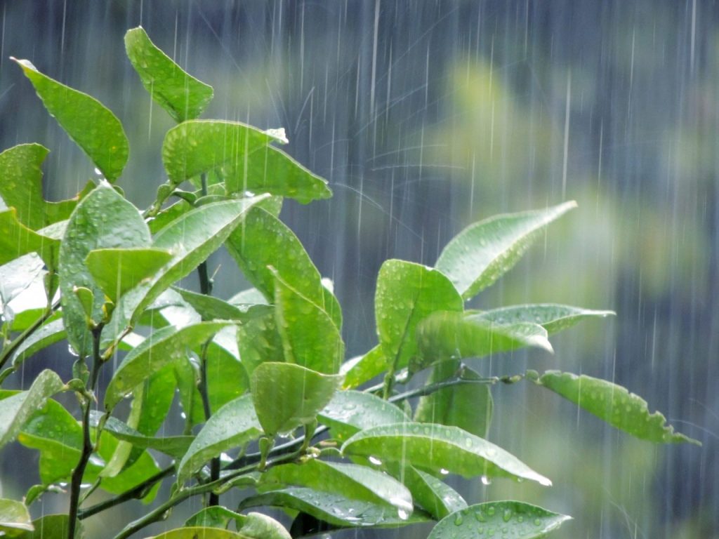 日本的梅雨季在6月，關於梅雨季的小知識 2