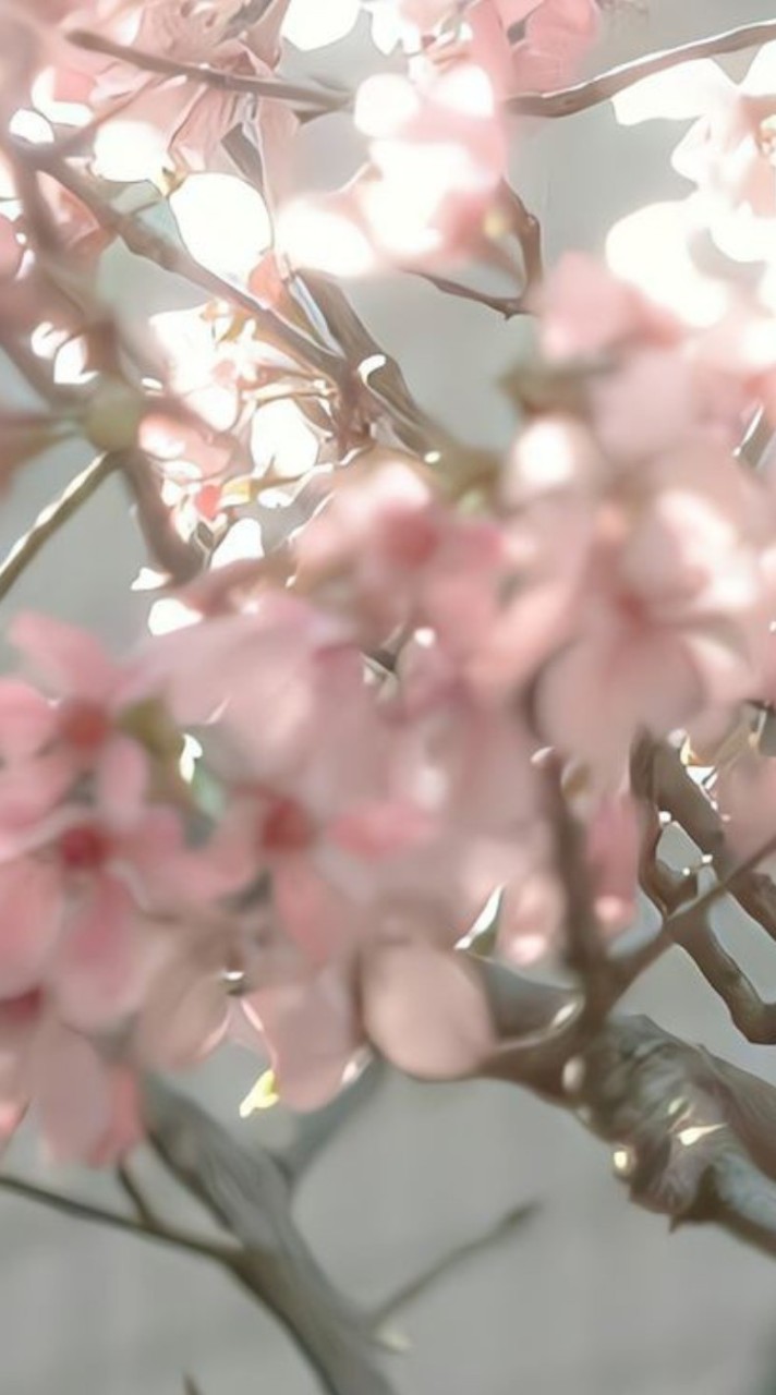 Sakura - 197