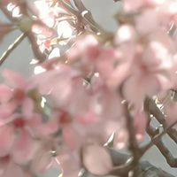 Sakura - 197