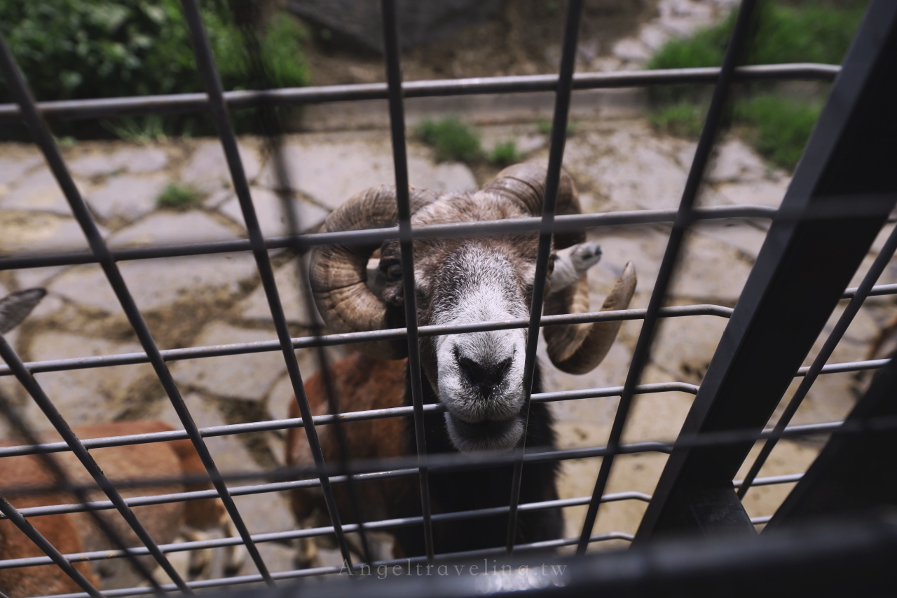 九州自然野生動物園 1245