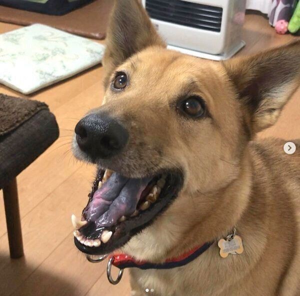 飼い主の人生に大きな影響を与えた元保護犬