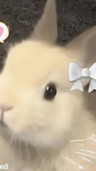 กลุ่มกระต่ายงับ✨