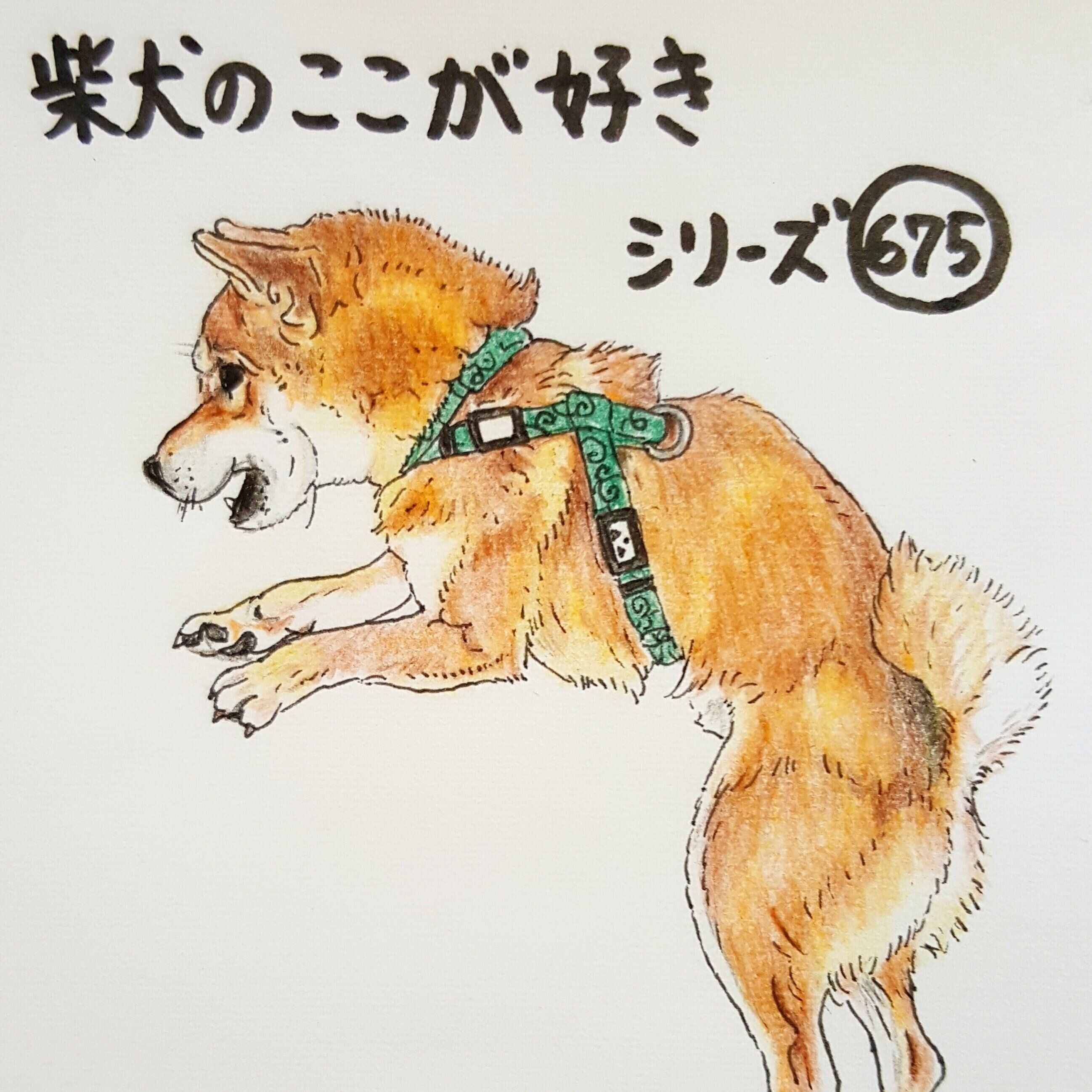 柴犬あるある 二本足で立つと シバラ になる