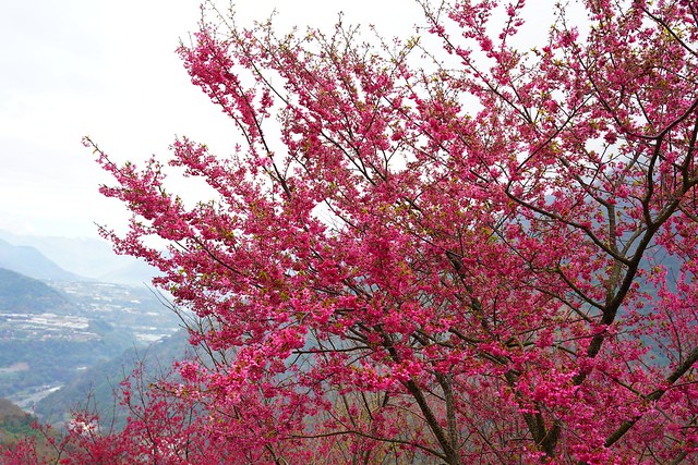 望高茶園景觀餐廳
