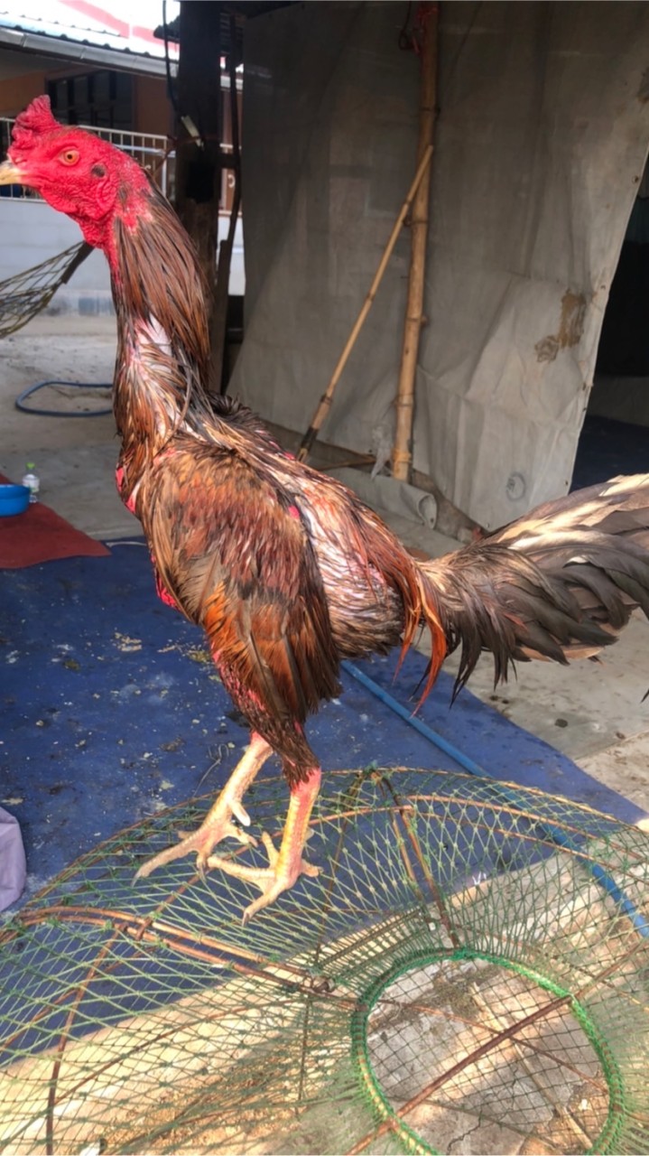 ซุ้ม.ฤาษีซาวด์ 🐓