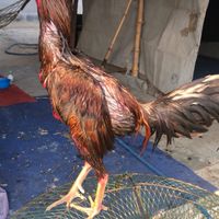 ซุ้ม.ฤาษีซาวด์ 🐓