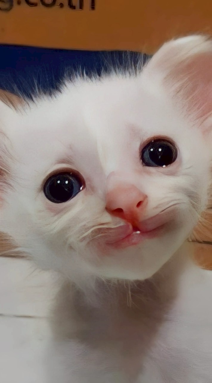 งานช่อดอกไม้และรวมงานดอกไม้ต่างๆ