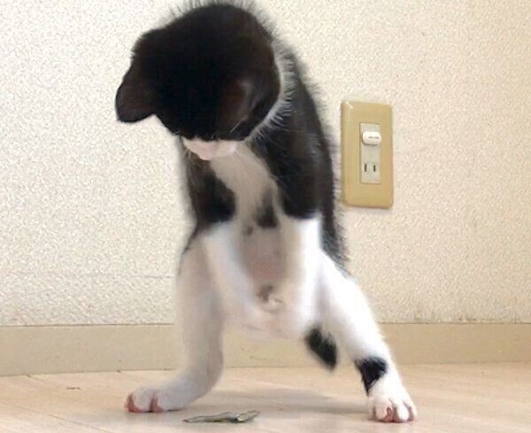 にゃんず様 猫 羊毛フェルトストラップ - satellite-inc.com にゃんず様 猫 羊毛フェルトストラップ - satellite-inc.com