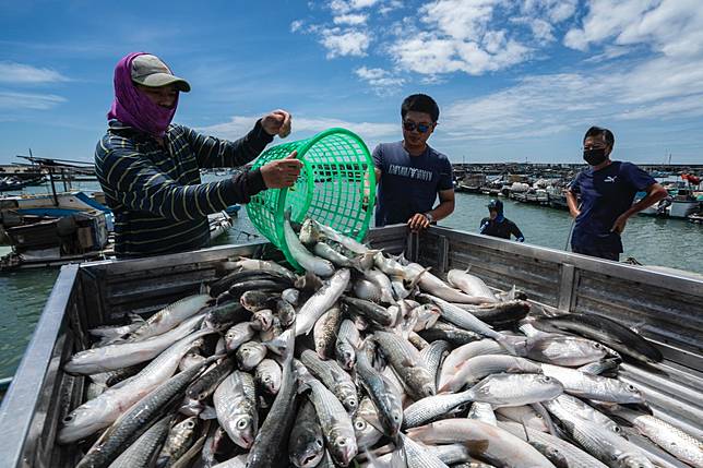 熱血烏魚季到來！討海人心目中的神聖之魚，捕烏魚對台灣為何重要？ | 上下游新聞市集| LINE TODAY