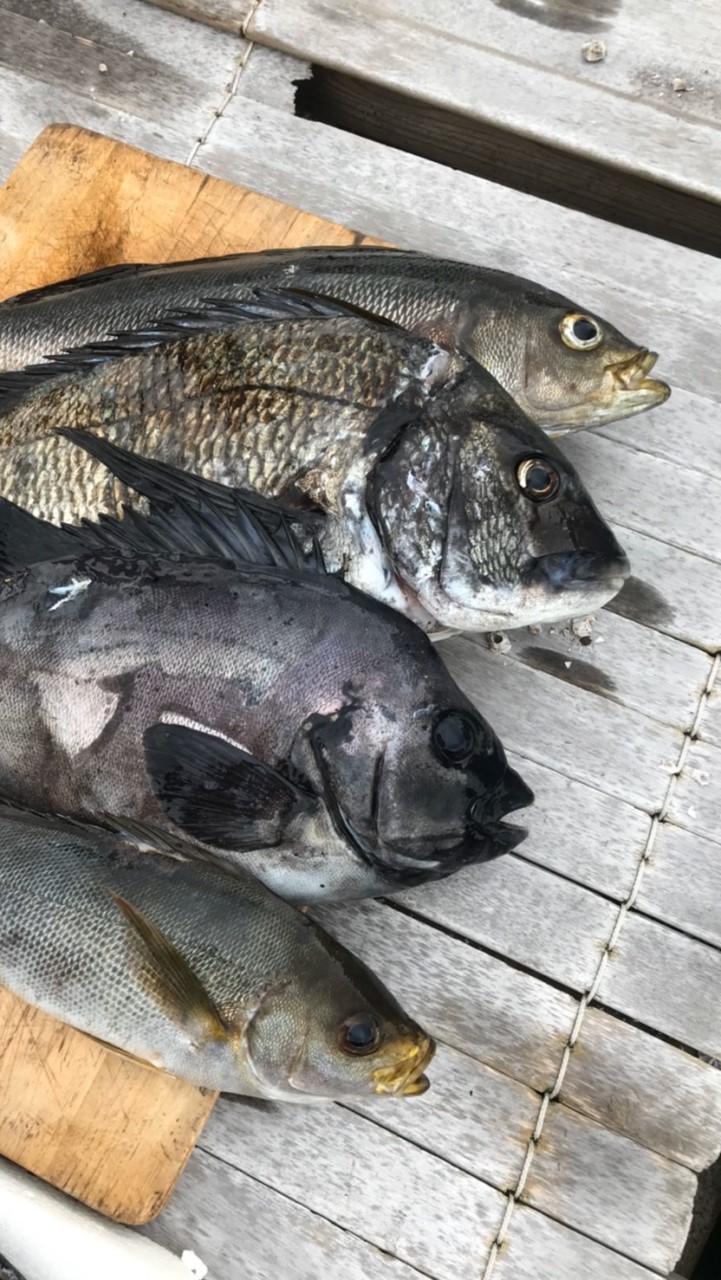 魚突き好きな方！手銛のみです👌語りましょう！