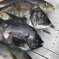 魚突き好きな方！手銛のみです👌語りましょう！