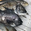 魚突き好きな方！手銛のみです👌語りましょう！
