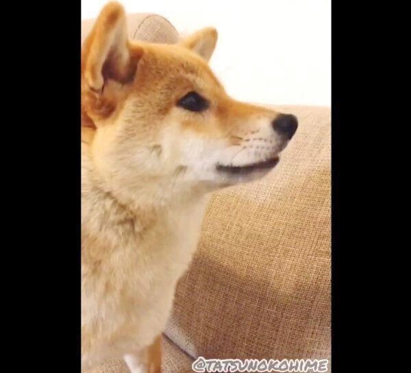 納豆を食べる柴犬の口元に異変が 衝撃の診察結果