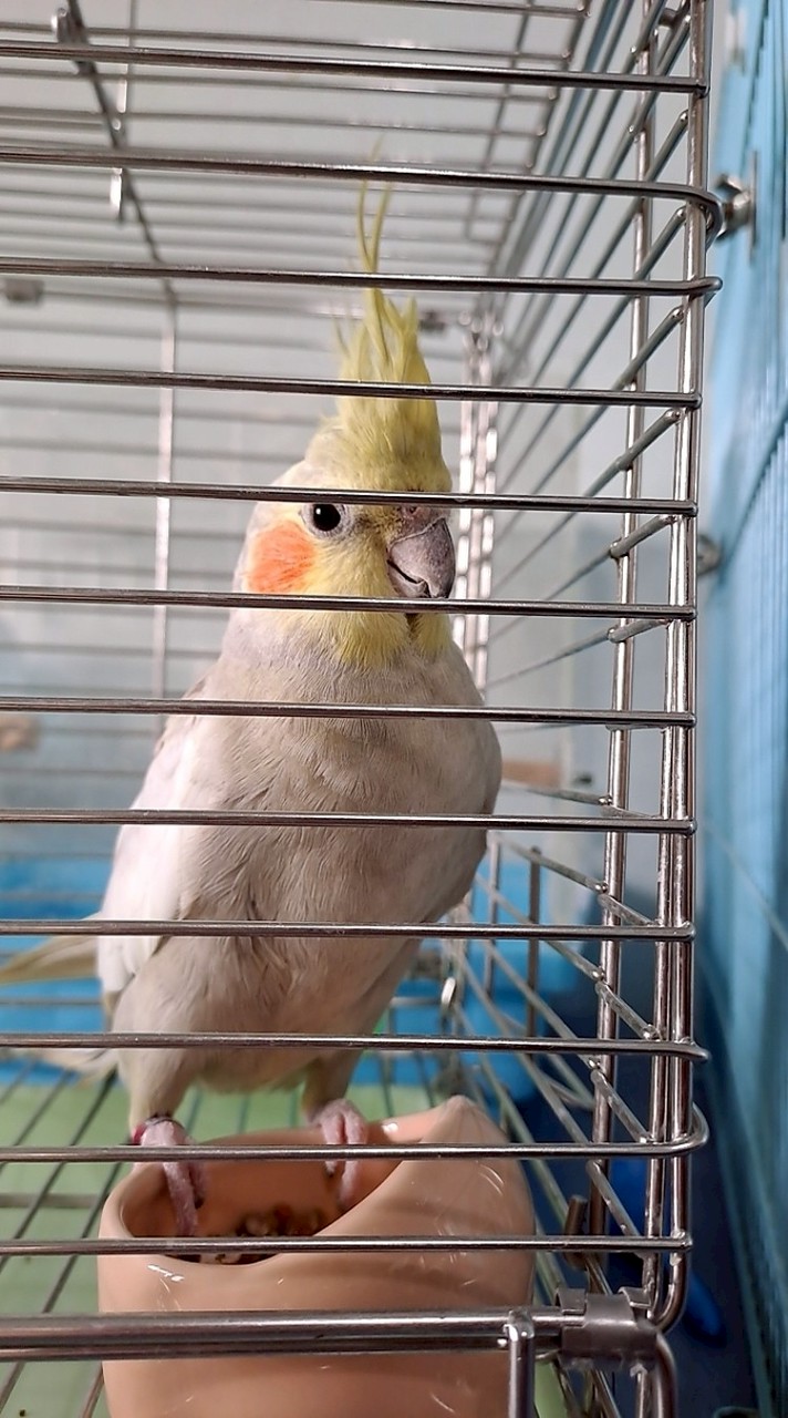 鸚鵡暢聊所
