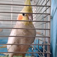 鸚鵡暢聊所