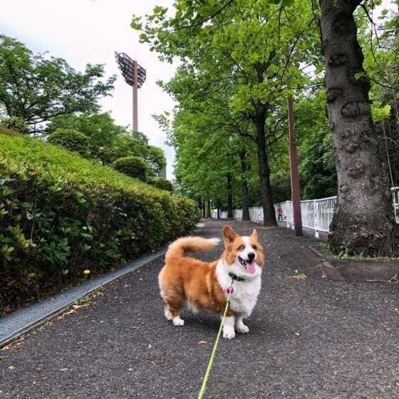 抱きつかれたくはない 逃げる大型犬と飼い主の攻防戦