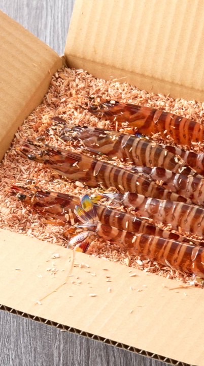 🦐天草・幸福堂・車海老🦐