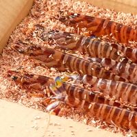 🦐天草・幸福堂・車海老🦐
