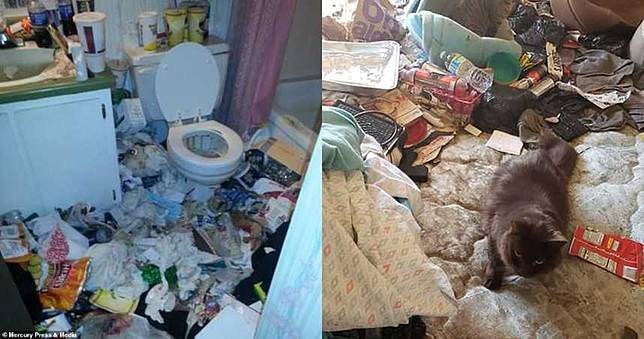 垃圾屋養60隻貓咪　挖開驚見「19具屍體」…清潔隊嚇傻