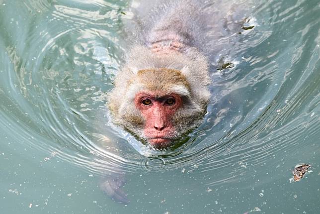 台灣獼猴 眼鏡蛇等8種保育類降為一般類野生動物 上報 Line Today