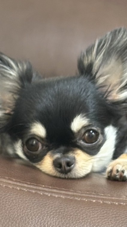 TikTok　山ちゃんの部屋🐾