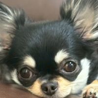 TikTok　山ちゃんの部屋🐾