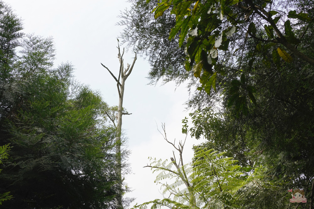 宜蘭.礁溪 臺灣的抹茶冰淇淋山，網美級小百岳仙境，挑戰聖母山莊步道，順收五峰旗瀑布