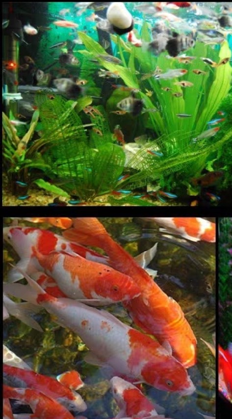 魚菜共生系統化 研討社