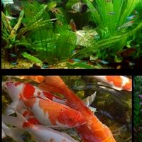魚菜共生系統化 研討社