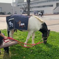 大阪府立大学🐴馬術部