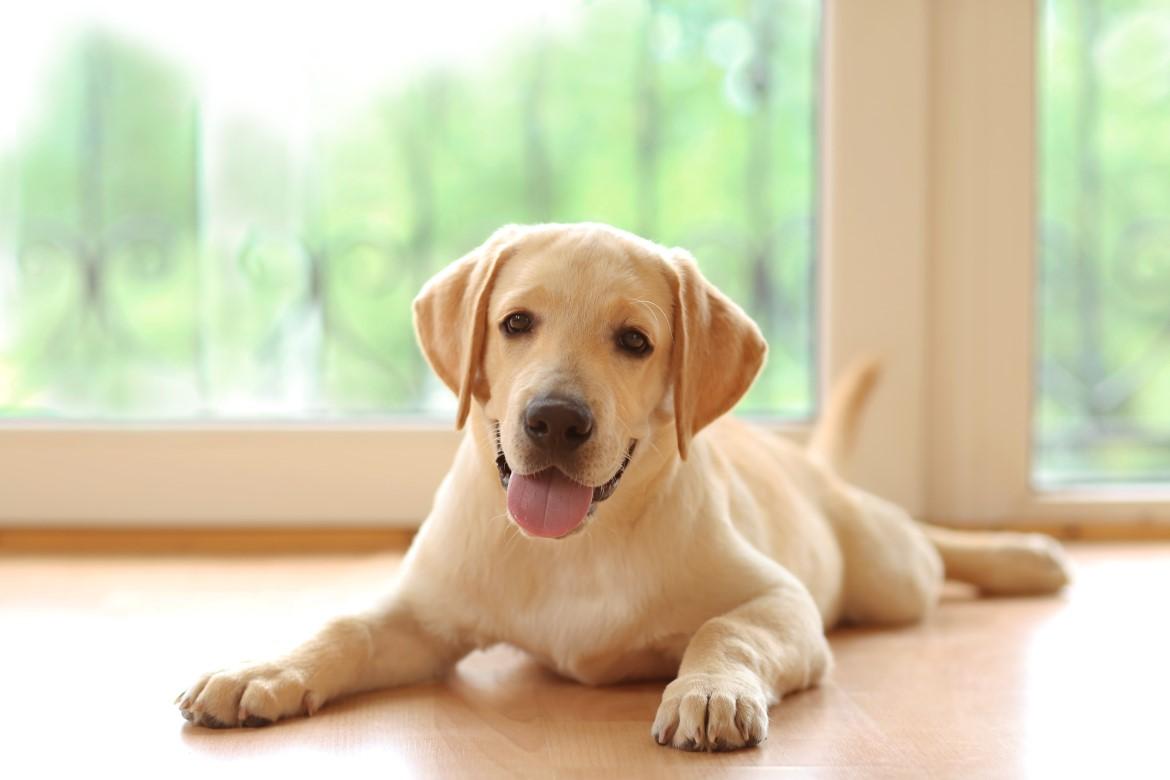 12星座占い 犬 この秋愛でるべきラッキーワンちゃん Charmmy