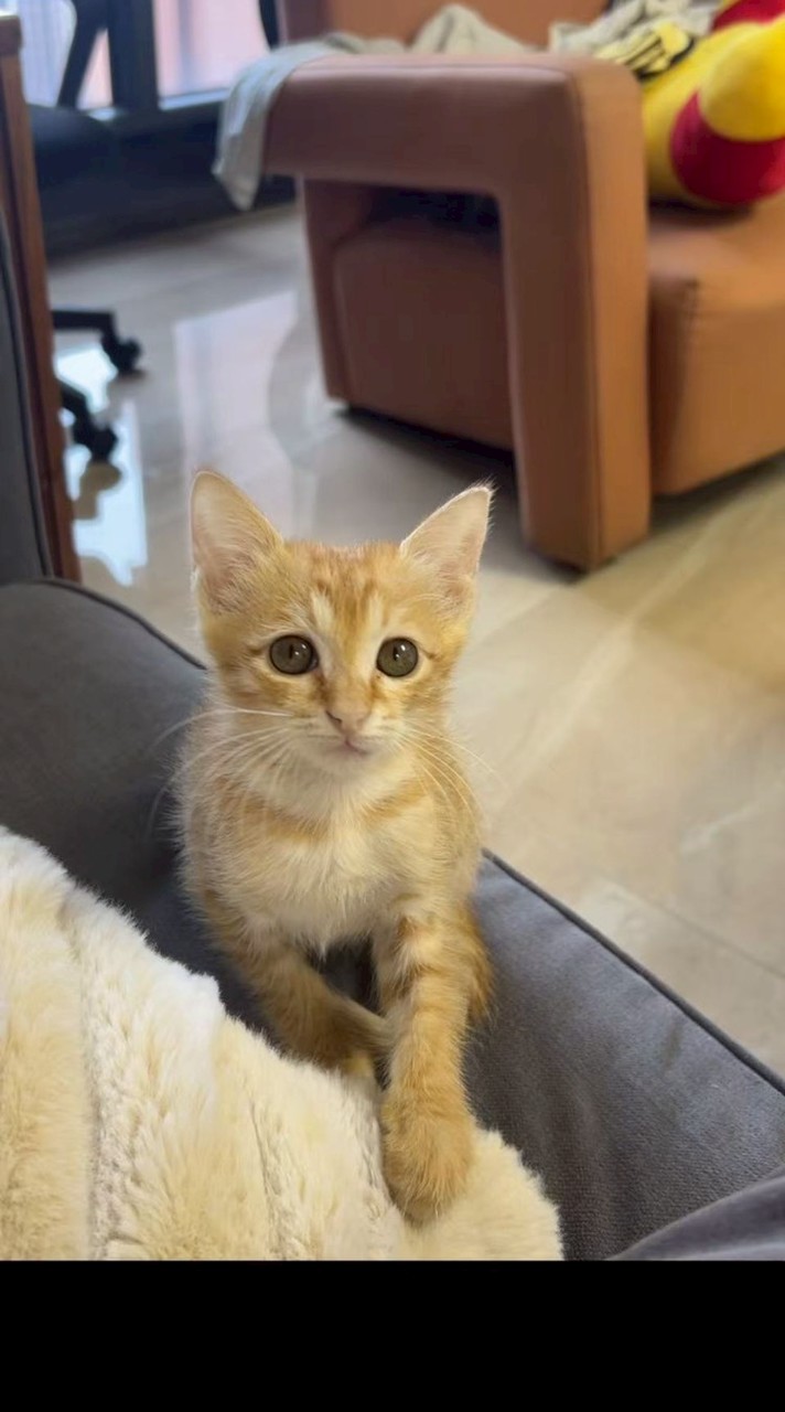 🧡🐈รักจิ๋วจิ๋ว🐈🧡