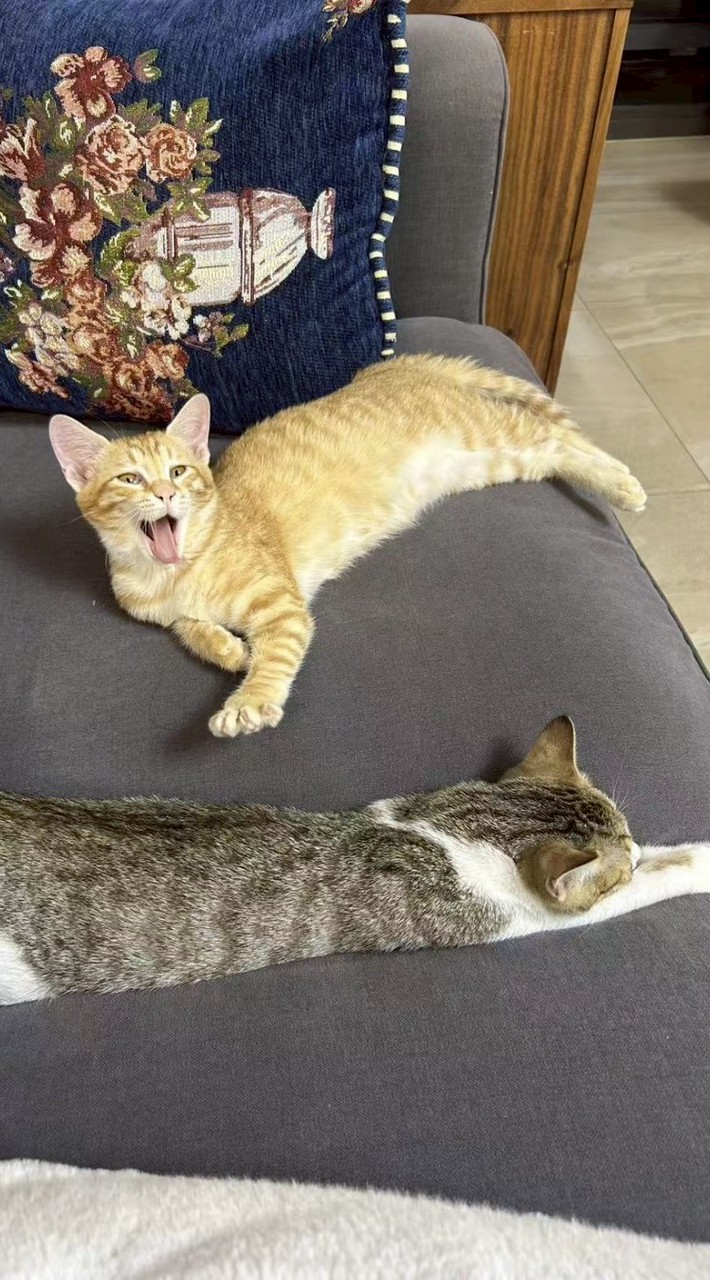 🧡🐈รักจิ๋วจิ๋วแซลม่อน🐈🧡