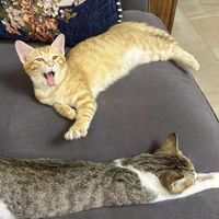 🧡🐈รักจิ๋วจิ๋วแซลม่อน🐈🧡