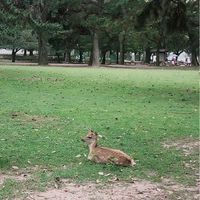 奈良県🦌20〜40代