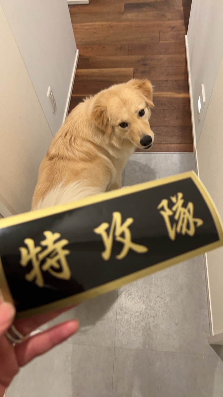 天農ソル親衛隊