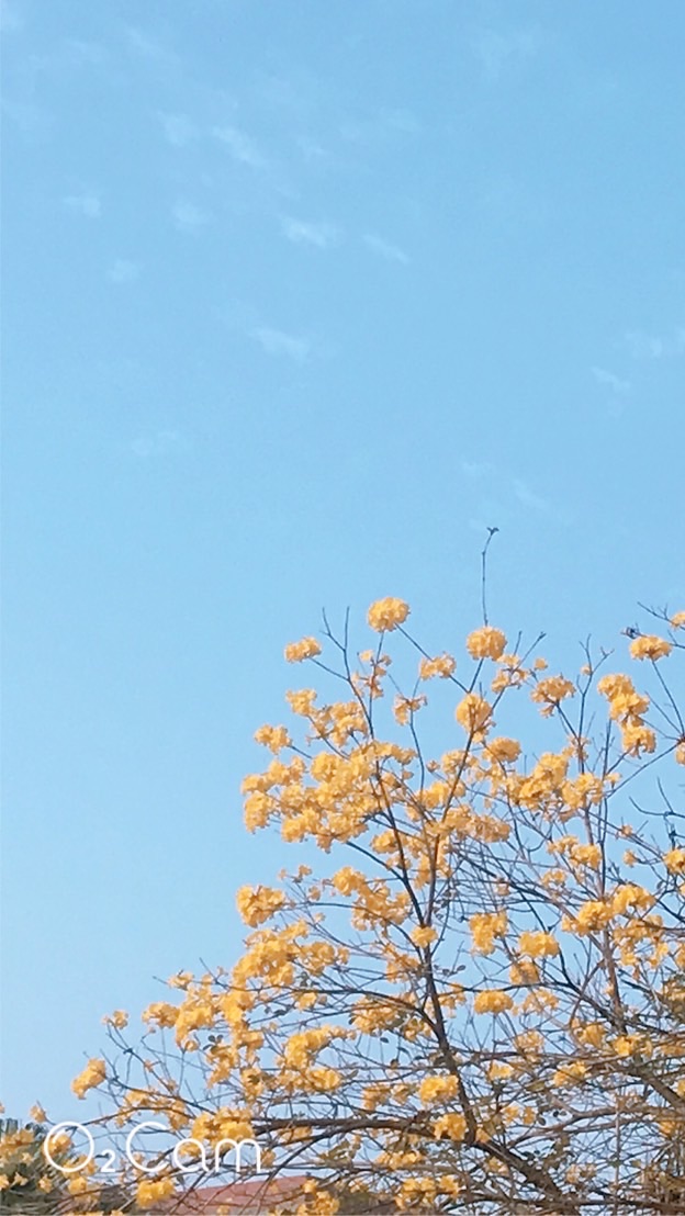 長榮大學會計資訊學系(CJCU AIS)