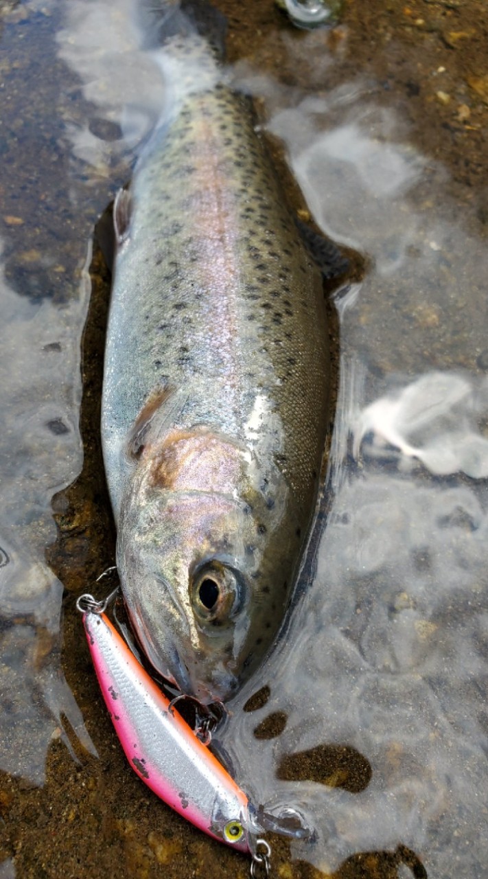 ルアーでトラウト釣る人達集まれ