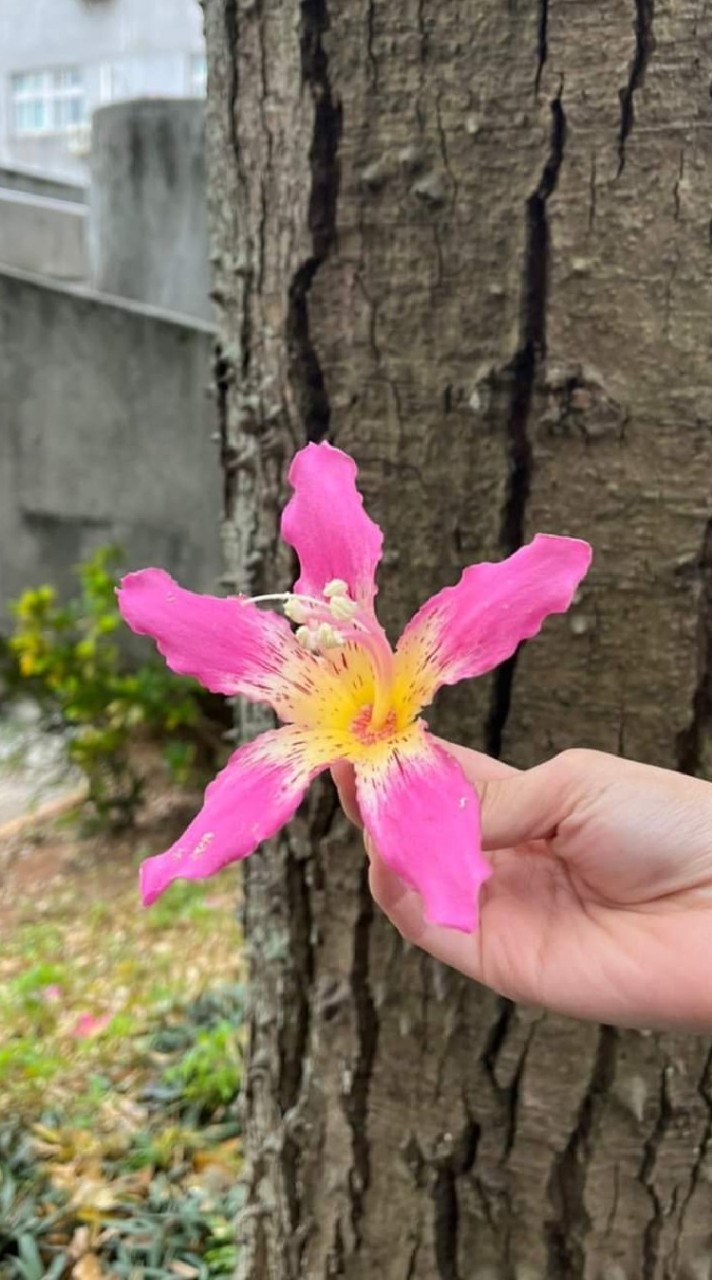 中大綠色生活筆記 校園植物工作坊
