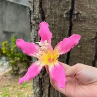 中大綠色生活筆記 校園植物工作坊