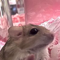 基隆 倉鼠 沙鼠 互助交流群組