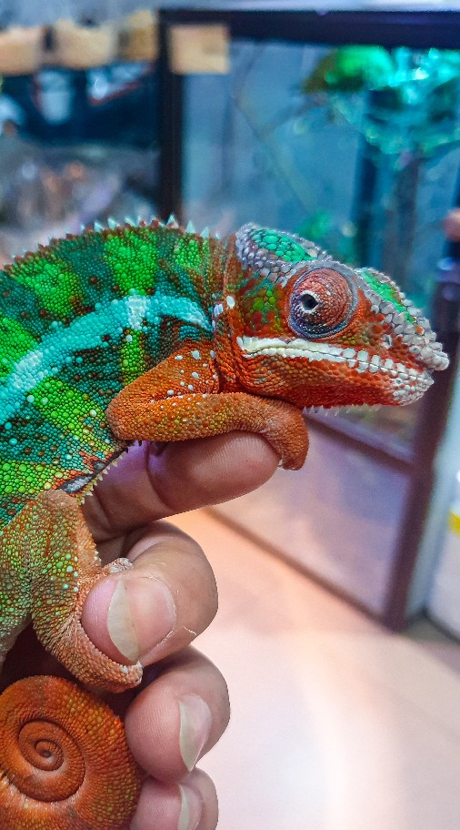 คนรักคาเมเลี่ยน Thailand Chameleons Lover